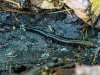 Salamander, most likely Redback