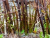Japanese knotweed, jackpot found