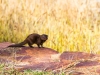 Dwarf mongoose