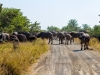 When the buffaloes are crossing the road, you just wait.