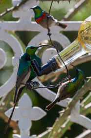 A malachite sunbird among the more common lesser double-collared