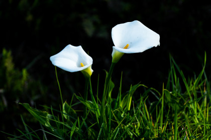 Arum lillies
