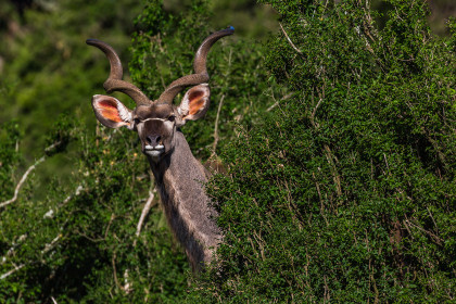  The kudu radar is on