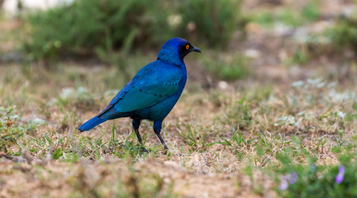  Cape glossy starling