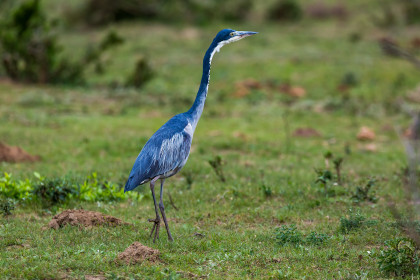 Black-headed heron, they will actually feed on mice and small birds!