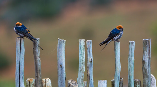  Lesser striped swallows