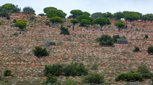  Amazing fields of cactus-like flowers while driving through a rainy Karoo