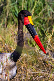 Saddlebill stork close up