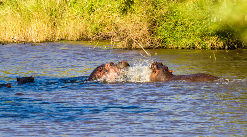 Consequence of hippo sex