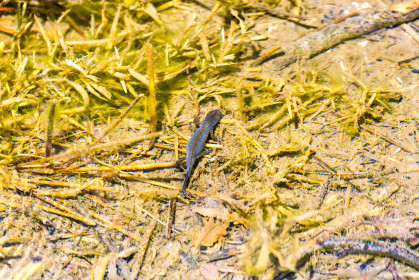  A salamander in the lake
