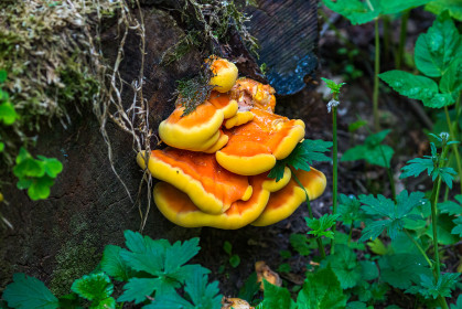  The mother lode, chicken of the woods