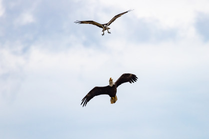  Dogfight with an osprey, Staten Island