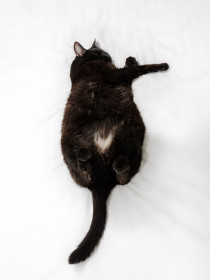 Yes, cats can sleep in strange positions