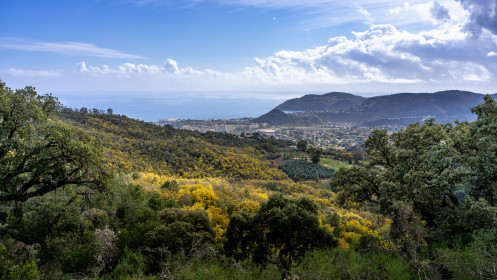 Looking down at the coast near Mandelieu-la Napoule from the mimosa-covered hills