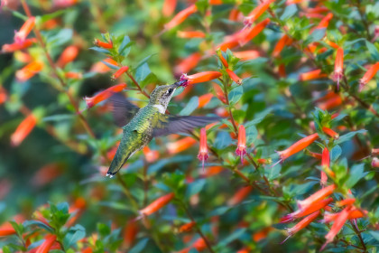 Ruby-throated hummingbird, Central Park Conservatory Garden