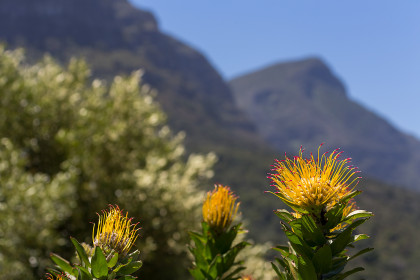   Pincushion, Table Mountain in the background