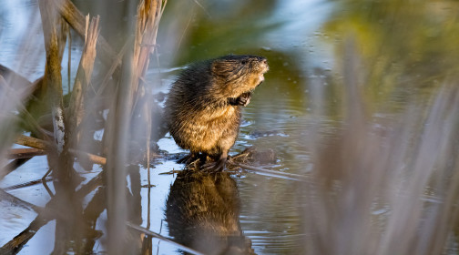  Muskrats are quite endearing