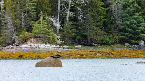 Seal lounging on a rock in the inlet
