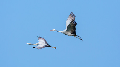   Blue cranes in flight
