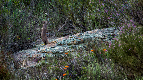  A mongoose on the watch