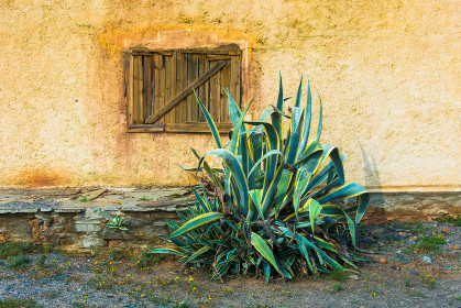 Old walls and aloes