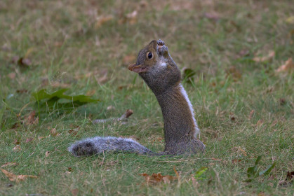  Stoned squirrel, Green-Wood Cemetery, Brooklyn