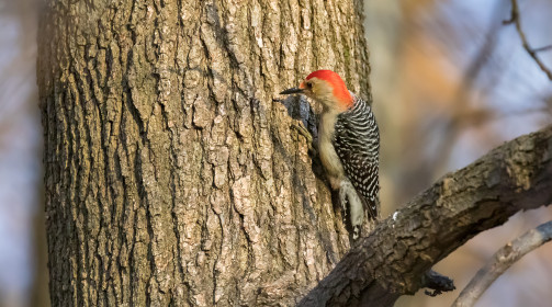 Red-bellied woodpecker, Prospect Park
