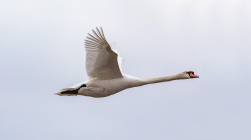   Swan, Jamaica Bay
