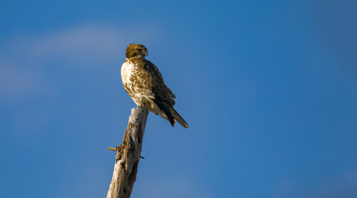  Juvenile red-tailed hawk, Jamaica Bay
