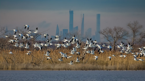  Snow geese against the exploding skyline of Midtown