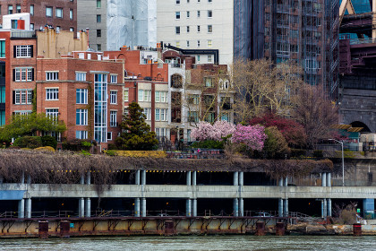 Flowers oozing out of Manhattan's core over the FDR highway