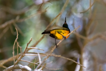  Orange breasted sunbird