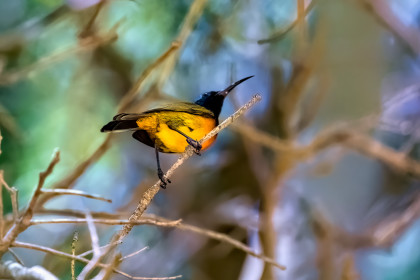  Orange breasted sunbird