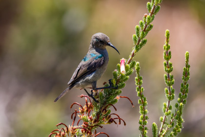 Double-collared sunbird molting