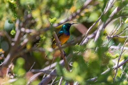   Orange breasted sunbird