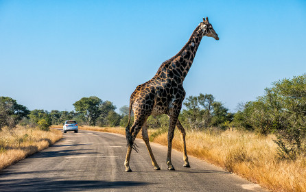 Un-protected giraffe crossing