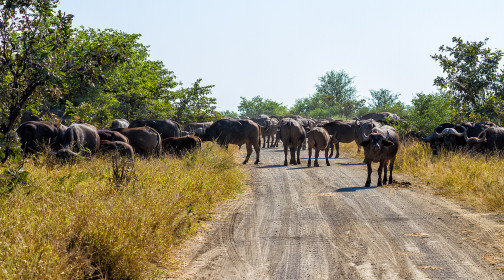 When the buffaloes are crossing the road, you just wait.