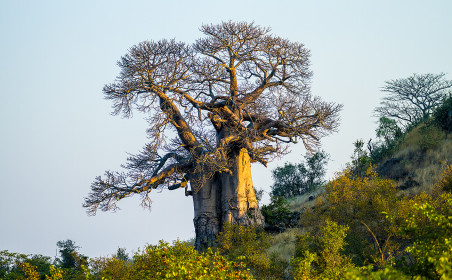 Another baobab on a hill near Moppani