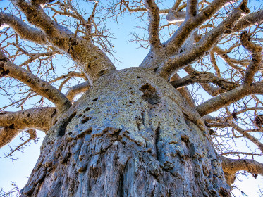 Looking up the baobab's dress