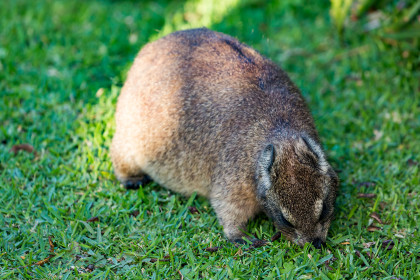  Comical dassies, strangely related to elephants, roam freely around the park