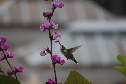  Ruby-throated hummingbird