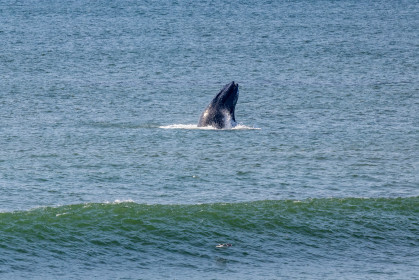  Humpback whale