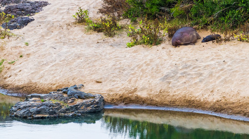 Mother and cub hippo napping, notice the croc