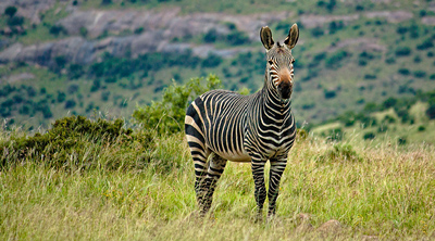 Cartwheels over Lesotho, Part 7 - Stalking the Mountain Zebra