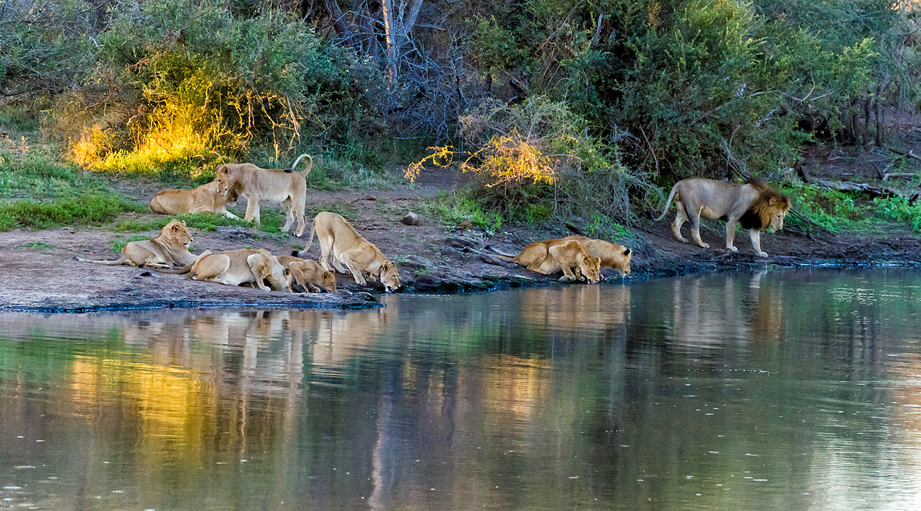 Slingshot to Kruger, Part 7 - In Lion Country