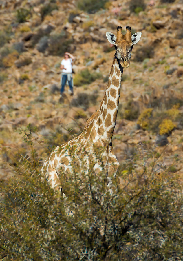 Karoo Parenthesis, Part 4 - A Giraffe in the Night