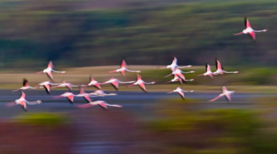  Great flamingos