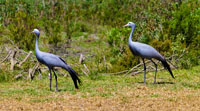  Blue cranes
