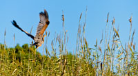  Heron taking off