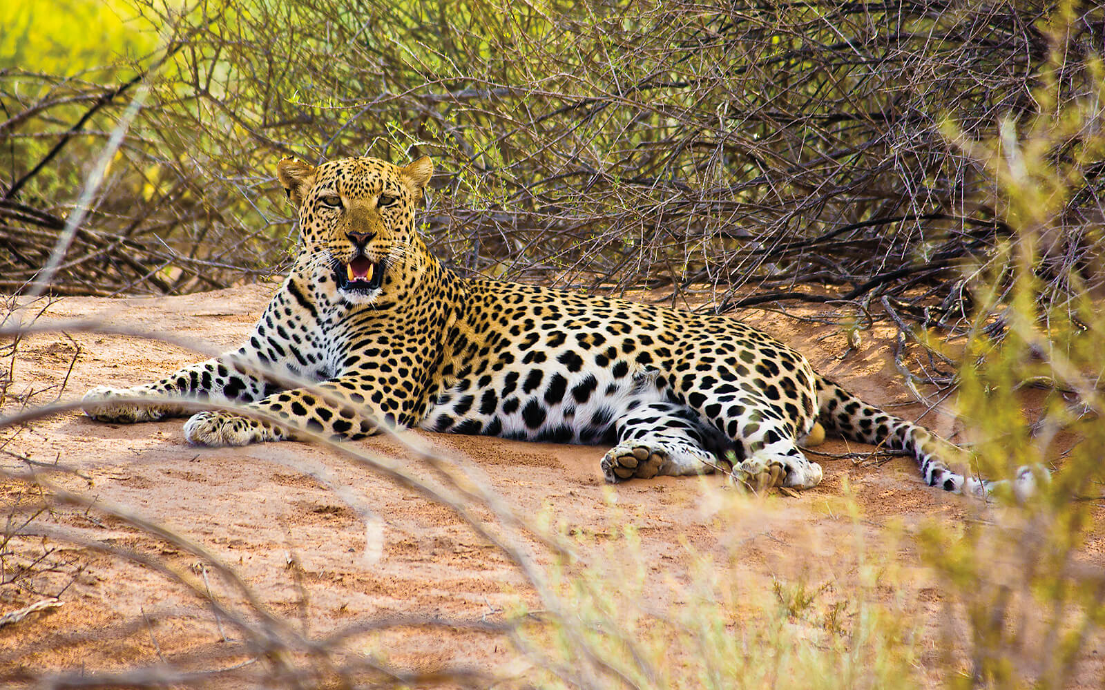 Kgalagadi Animals